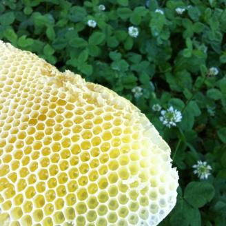 【百花蜜】天然 はちみつ 高原の恵み「山の蜜」1kg ｜ 国産 蜂蜜 愛媛県 久万高原町 純粋 100% 非加熱 無調整 採れたて 高糖度 ハニー 朝食 トースト ヨーグルト 健康食 栄養豊富 手土産 お取り寄せ ナチュラル 食品 特産品 産地直送