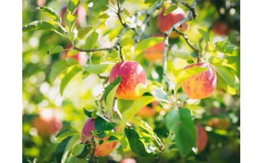 りんご陽光中箱（4～5kg） 10～12個入り ｜ 正岡観光りんご園 愛媛県 久万高原町産 りんご リンゴ 林檎 くだもの 果物 フルーツ 旬 ※2025年10月上旬～10月下旬頃に順次発送予定