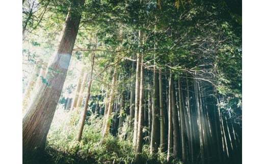 木のブックカバー「BIRD/スギ・ヒノキ」　文庫本サイズ｜読書 趣味 おしゃれ ギフト プレゼント 贈り物 日本製 国産 愛媛 久万高原町