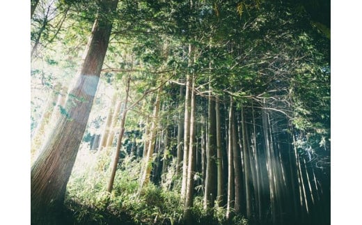 木のブックカバー「TREE/スギ・ヒノキ」文庫本サイズ｜読書 趣味 おしゃれ ギフト プレゼント 贈り物 日本製 国産 愛媛 久万高原町