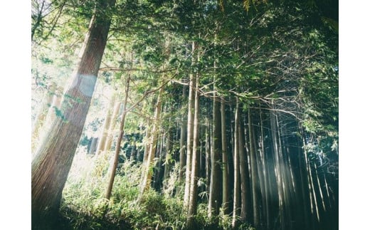 木のブックカバー「KOKABU/スギ・ヒノキ」　文庫本サイズ｜読書 趣味 おしゃれ ギフト プレゼント 贈り物 日本製 国産 愛媛 久万高原町