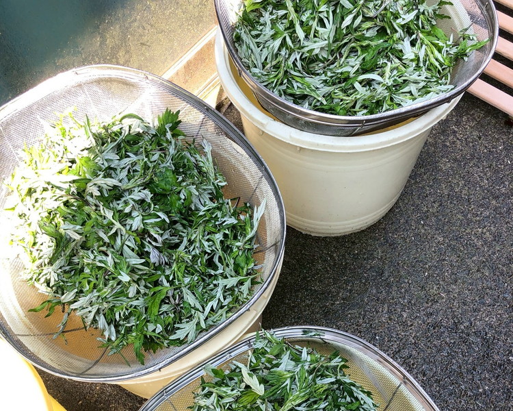 ともぞう餅【つぶあん15個】5個入３パック 白餅 よもぎ餅 選べるセット｜愛媛県 久万高原町 手作り 餅 もち つぶあん よもぎ スイーツ 和菓子 正月 雑煮 ぜんざい きな粉餅 昔ながらの味