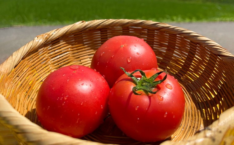 愛媛県久万高原育ち トマト農家が作った 贅沢スープ3種セット | トマトスープ ミネストローネ 花粉ねり汁 愛媛県 久万高原町 TANS FARM 完熟 トマト スープ レトルト 花粉ねり汁 郷土料理