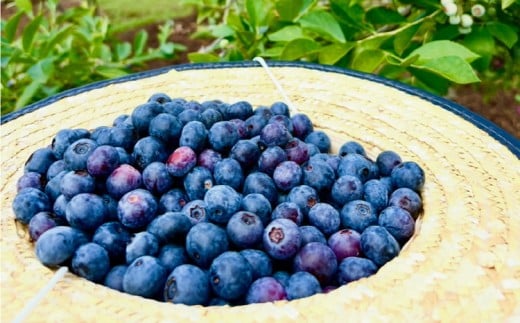 冷凍 ブルーベリー 大粒 1kg (500g×2パック) 5種類ミックス | 国産 愛媛県 久万高原町 農園直送 栽培期間中 農薬不使用 果実 フルーツ 果物 くだもの 朝食 ヨーグルト スムージー ビタミンC 食物繊維 長期保存