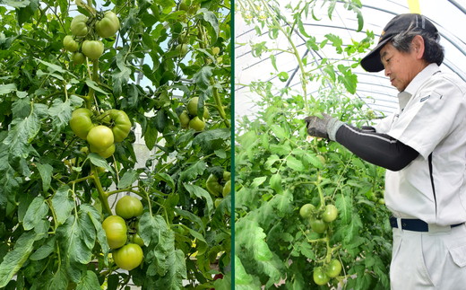 久万高原トマト 4kg 朝露に輝く 清流育ち【桃太郎トマト】久万高原町｜特別栽培 エコえひめの認証 トマト とまと トマト産地 産地直送 ソース ジュース 自然栽培 野菜 安心 安全 旬 贅沢 酸味 甘味 料理 旨み 風味豊か スープ 煮込み 新鮮 アレンジ 美味しい 人気 おすすめ 贈答 ギフト プレゼント 愛媛 ※離島への配送不可 ※2025年7月中旬頃より順次発送予定