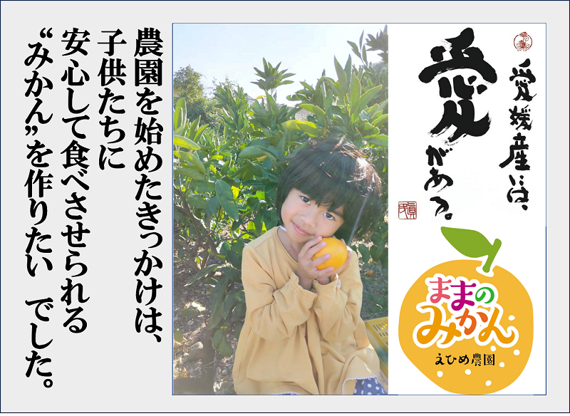 【数量限定　先行予約】訳ありはれひめサイズ不揃い約3キロ家庭用 11月上旬頃～順次発送〈産地直送　愛媛県　甘い　みかん　フルーツ〉