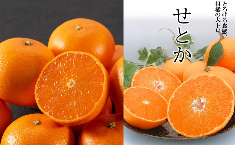 【数量限定！申込12月31日まで】訳アリ 愛媛の柑橘「せとか」 サイズ不揃い 約3kg 2026年2月から順次発送＜ハウス栽培   家庭用 砥部町 みかん 数量限定 先行予約 農園直送 箱＞