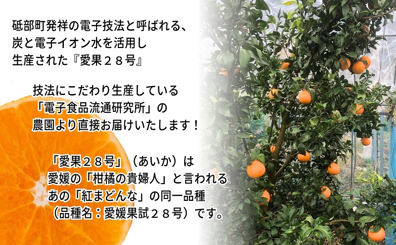 【先行予約 数量限定】訳あり 愛果28号 サイズ不揃い 約3kg 約15玉前後 12月上旬頃から順次＜家庭用 農園 直送 みかん 柑橘 旬にお届け 先行 受付 砥部町 愛媛 3キロ 箱＞