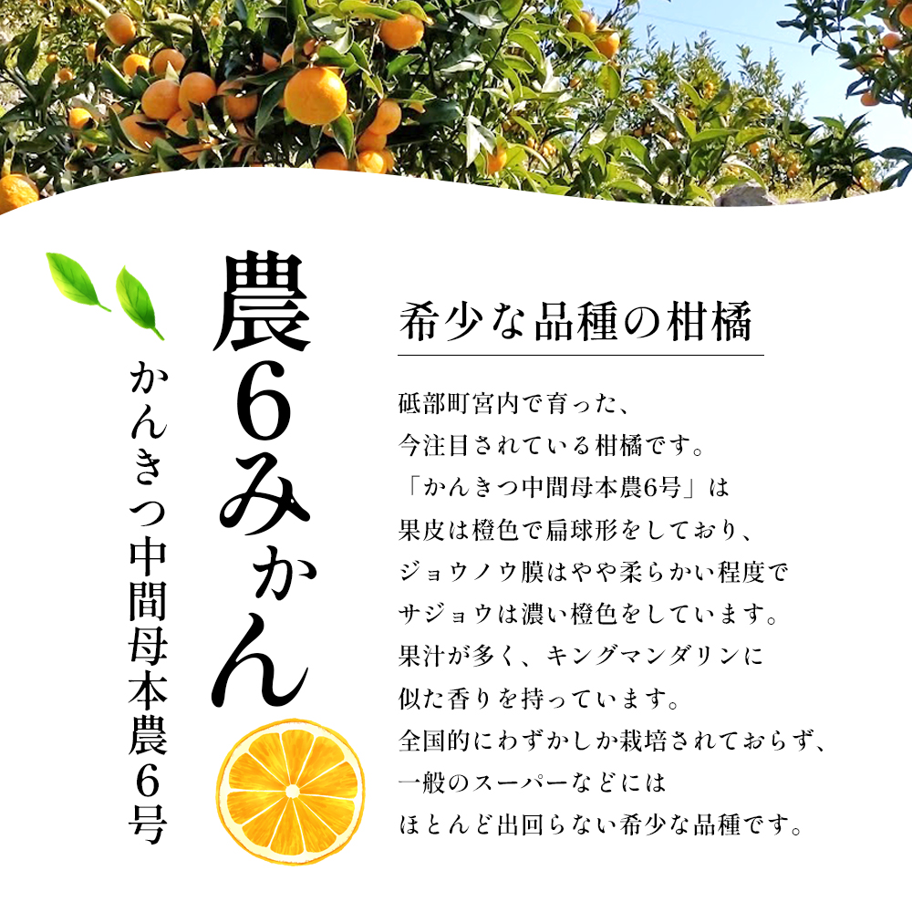 農6みかん「とべ農六柑」希少な品種の柑橘（かんきつ中間母本農6号）5kg 柑橘 種類 甘い 品種 おすすめ 愛媛 キングマンダリン 旬にお届け 果物 種無し 濃厚 カットフルーツ 美味しい フルーツ