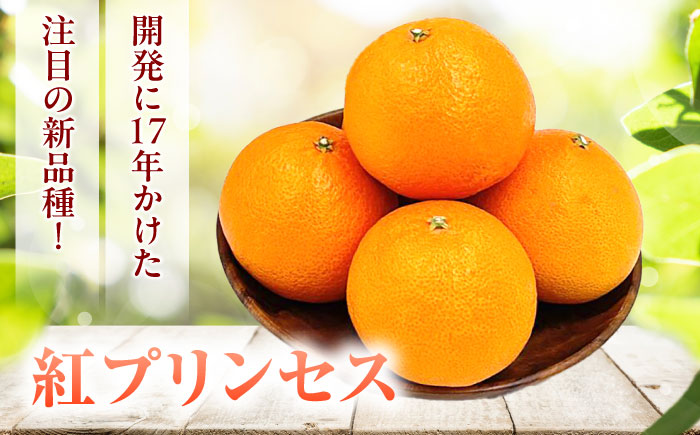 紅プリンセス 愛果48号 2.5kg M-3Lサイズ【3月中旬から3月下旬まで順次発送 】 / フルーツ 果物 蜜柑 ミカン オレンジ 甘い 先行予約 約 3kg 愛媛 / 愛媛県砥部町/株式会社フジ・アグリフーズ [BJBI002]