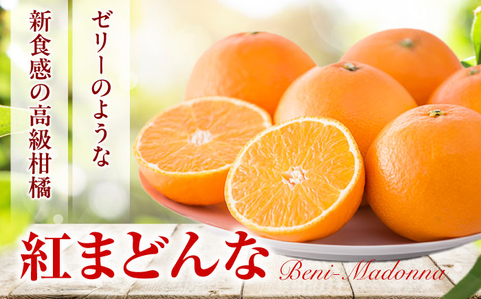 紅まどんな 1箱(5-6個入り)【11月中旬から12月下旬まで順次発送】/ フルーツ 果物 蜜柑 ミカン オレンジ 小玉 甘い 先行予約 箱 愛媛 / 愛媛県砥部町/株式会社フジ・アグリフーズ [BJBI003]