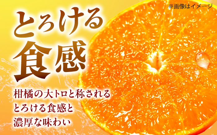 せとか L-3Lサイズ 約5kg 【2月中旬から3月中旬まで順次発送】 / フルーツ 果物 蜜柑 ミカン オレンジ 甘い 先行予約 5kg 愛媛 / 愛媛県砥部町/株式会社フジ・アグリフーズ [BJBI007]