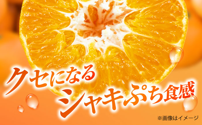 甘平 L-3Lサイズ 2.5kg【1月下旬から2月中旬まで順次発送】 / フルーツ 果物 蜜柑 ミカン オレンジ 甘い 先行予約 約 3kg 愛媛 / 愛媛県砥部町/株式会社フジ・アグリフーズ [BJBI008]