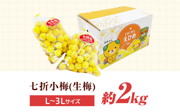 梅 七折小梅(生梅) 2kg 【5月中旬から6月下旬まで順次発送】 / 小梅 青梅 生梅 梅干し 梅干 梅酒 梅ジュース 梅シロップ 2kg 先行予約 / 愛媛県砥部町/株式会社フジ・アグリフーズ [BJBI011]