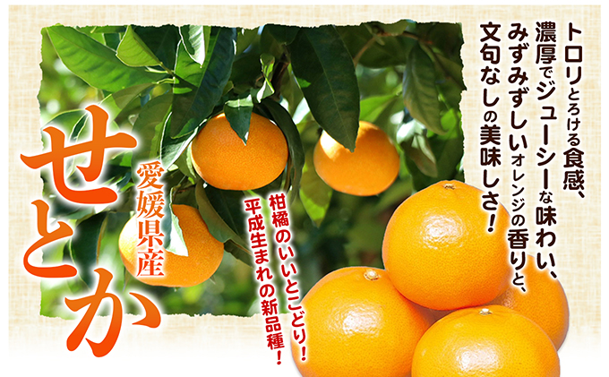【数量限定 先行予約】愛媛県産せとか（露地）約5kg [50R0835]【高島屋選定品】秀M～２Lサイズ 2月中旬頃～順次発送＜ギフト 高級 甘い みかん フルーツ＞ [No.5310-0002]