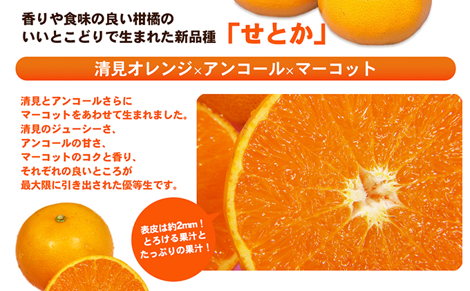 【数量限定 先行予約】愛媛県産せとか（ハウス）約2.7kg[50R0846] 【高島屋選定品】L～３Lサイズ(10～15玉) 1月下旬頃～順次発送＜ギフト 高級 甘い みかん    フルーツ＞ [No.5310-0042]