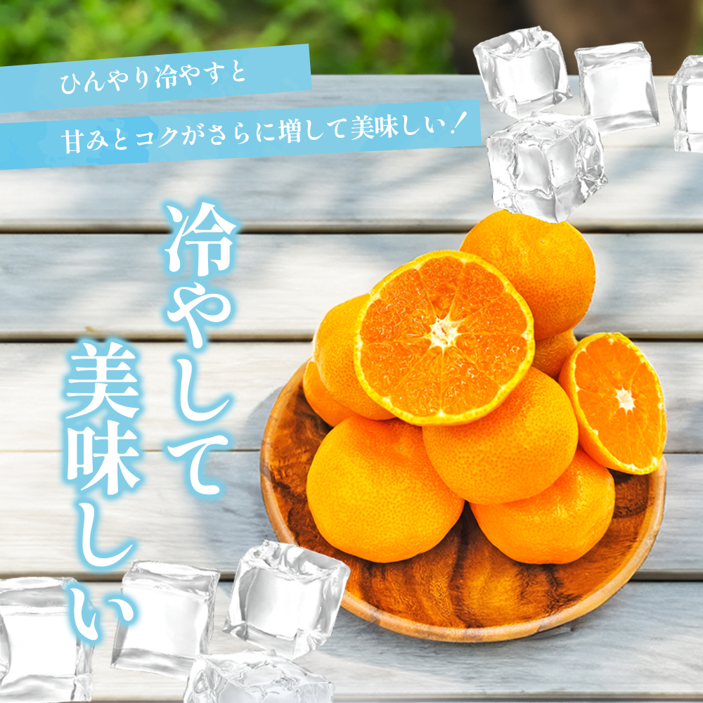 〈夏季限定！申込8/17まで〉温室育ちの温州みかん2.0kg(約15～25個)【甘い 夏のミカン オレンジ ハウスみかん 早生 冷やして 柑橘 フルーツ 果物 愛媛 砥部 JA 7月 8月 9月 ギフト 贈答