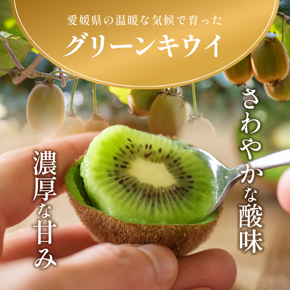 グリーンキウイ 秀品 27～33玉 約3.5kg 申込３月10日まで ２月上旬から順次発送【ヘイワード キウイフルーツ デザート スイーツ おやつ 果物 くだもの フルーツ 愛媛県 生産量 日本一 ビタミンC 化粧箱入】