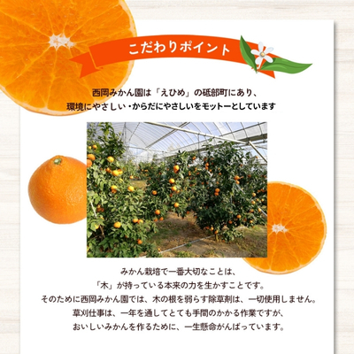 【数量限定】「愛果28号」M～Lサイズ 約2.7kg ネット包み平箱１段 〈愛果28号 みかん 柑橘 甘い ゼリー 愛媛 砥部町 産地直送 高級〉