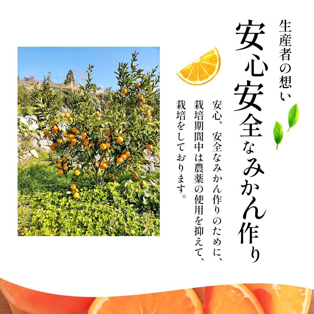 農6みかん「とべ農六柑」希少な品種の柑橘（かんきつ中間母本農6号）5kg 柑橘 種類 甘い 品種 おすすめ 愛媛 キングマンダリン 旬にお届け 果物 種無し 濃厚 カットフルーツ 美味しい フルーツ