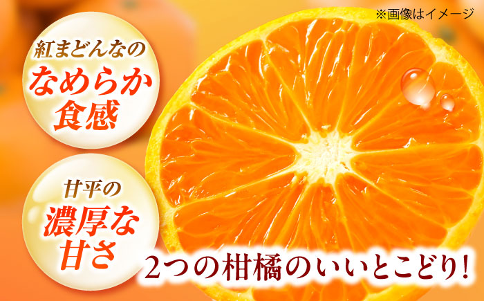 紅プリンセス 愛果48号 2.5kg M-3Lサイズ【3月中旬から3月下旬まで順次発送 】 / フルーツ 果物 蜜柑 ミカン オレンジ 甘い 先行予約 約 3kg 愛媛 / 愛媛県砥部町/株式会社フジ・アグリフーズ [BJBI002]