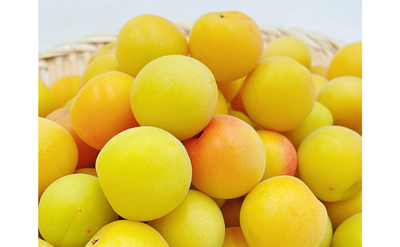 七折小梅（生梅）４kg※2025年5月下旬～６月下旬頃から順次発送【先行予約 数量限定 砥部町 愛媛県 名産品 加工用 梅干し 梅酒 梅ジュース 梅シロップ 梅干しコンクール優秀賞 貴重】