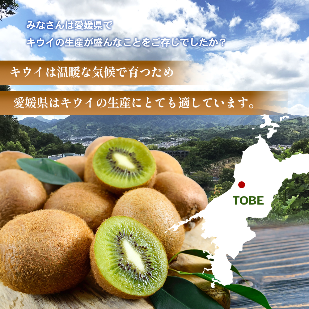 グリーンキウイ 秀品 27～33玉 約3.5kg 申込３月10日まで ２月上旬から順次発送【ヘイワード キウイフルーツ デザート スイーツ おやつ 果物 くだもの フルーツ 愛媛県 生産量 日本一 ビタミンC 化粧箱入】