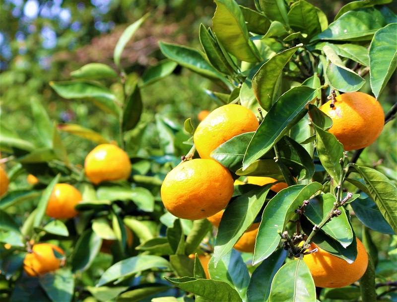 【数量限定　先行予約】訳あり愛果28号サイズ不揃い約3キロ家庭用 12月中旬頃～順次発送〈産地直送　愛媛県　甘い　みかん　フルーツ〉