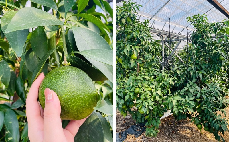 【数量限定！申込12月31日まで】訳アリ 愛果28号 サイズ不揃い 約3kg 11月下旬から順次発送 ＜ハウス栽培 家庭用 先行予約 サイズお任せ 紅まどんな  みかん 農園直送 愛媛 砥部町 箱＞