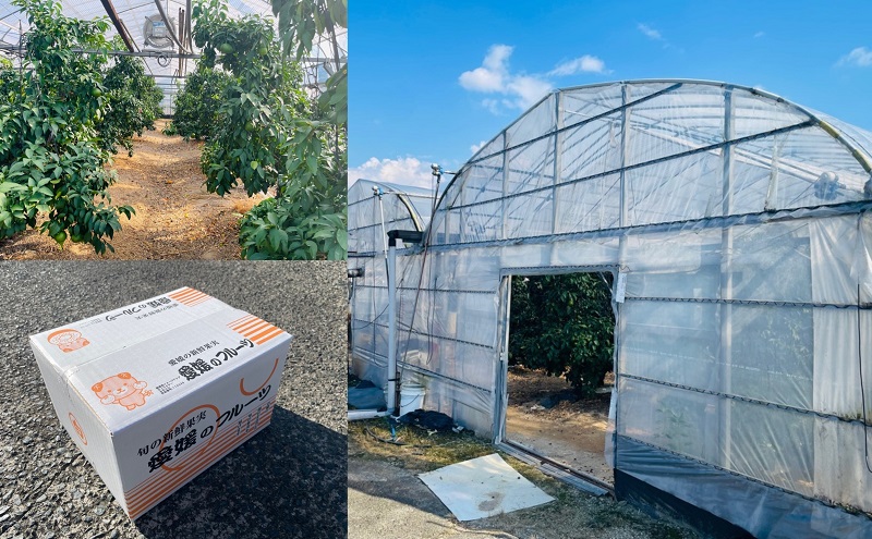 【数量限定！申込12月31日まで】訳アリ 愛媛の柑橘「せとか」 サイズ不揃い 約3kg 2026年2月から順次発送＜ハウス栽培   家庭用 砥部町 みかん 数量限定 先行予約 農園直送 箱＞