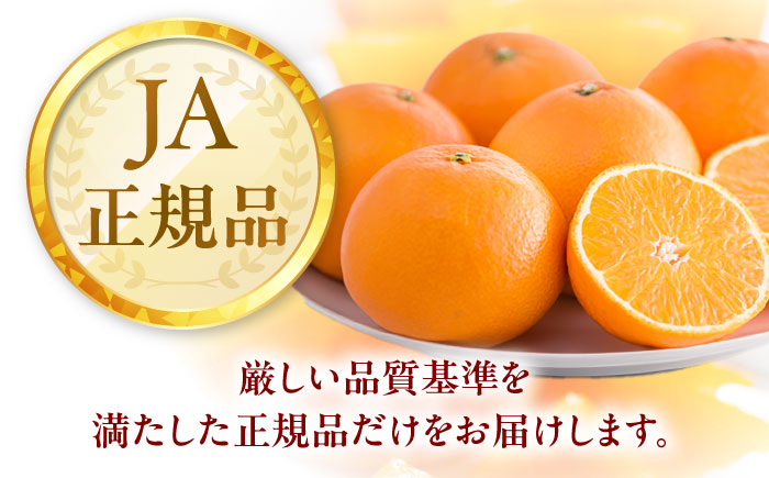 紅まどんな 1箱(5-6個入り)【11月中旬から12月下旬まで順次発送】/ フルーツ 果物 蜜柑 ミカン オレンジ 小玉 甘い 先行予約 箱 愛媛 / 愛媛県砥部町/株式会社フジ・アグリフーズ [BJBI003]