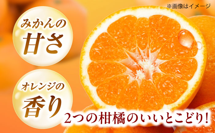 はれひめ 約2.5kg M-2Lサイズ【12月上旬から翌年1月上旬まで順次発送】 / フルーツ 果物 蜜柑 ミカン オレンジ 甘い 先行予約 約 3kg 愛媛 / 愛媛県砥部町/株式会社フジ・アグリフーズ [BJBI004]