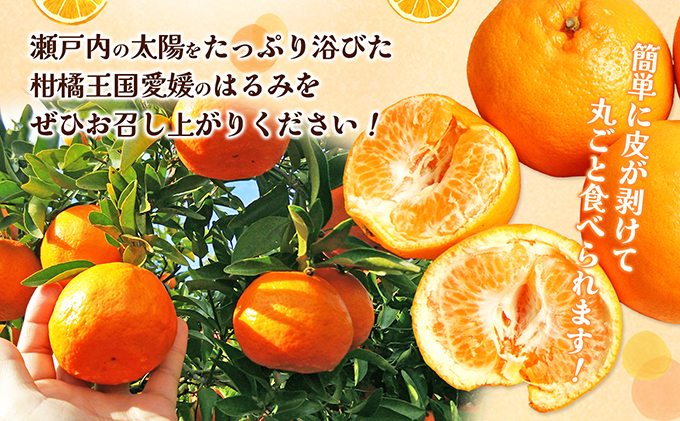 【数量限定 先行予約】愛媛県産 はるみ 約5kg[50R0824] 【高島屋選定品】秀M～２Lサイズ 1月下旬頃～順次発送＜ギフト 高級 甘い みかん フルーツ＞ [No.5310-0044]