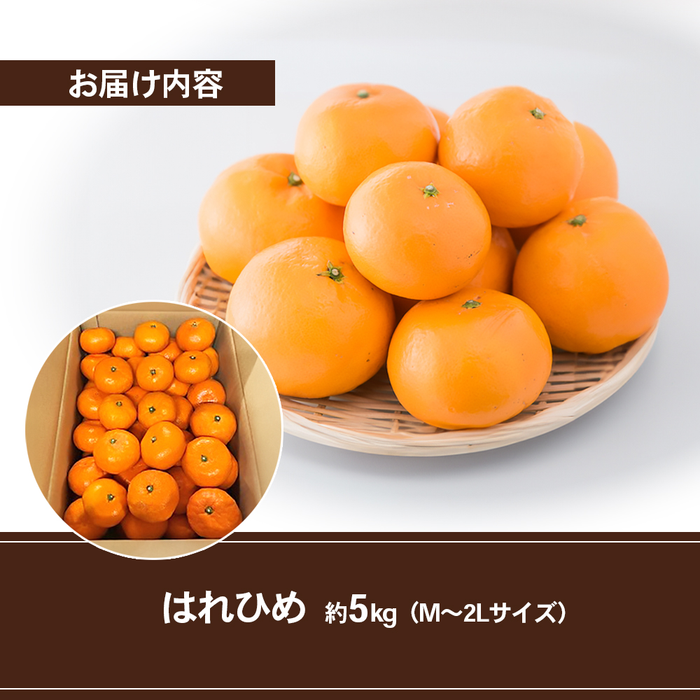 はれひめ M～2Lサイズ 約5kg 申込11月30日まで 12月上旬から順次発送【みかん ミカン オレンジ かんきつ 柑橘 フルーツ 果物 くだもの おやつ スイーツ 甘い ジューシー 愛媛県】