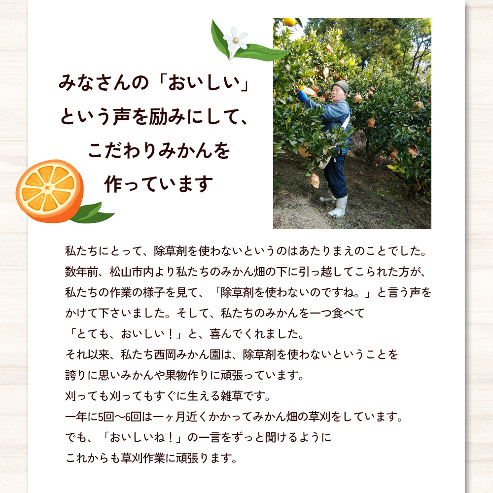 【数量限定】「愛果28号」M～Lサイズ 約2.7kg ネット包み平箱１段 〈愛果28号 みかん 柑橘 甘い ゼリー 愛媛 砥部町 産地直送 高級〉