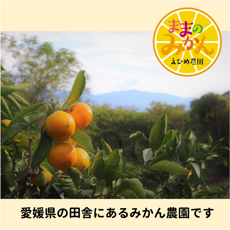 【数量限定　先行予約】訳ありはれひめサイズ不揃い約3キロ家庭用 11月上旬頃～順次発送〈産地直送　愛媛県　甘い　みかん　フルーツ〉