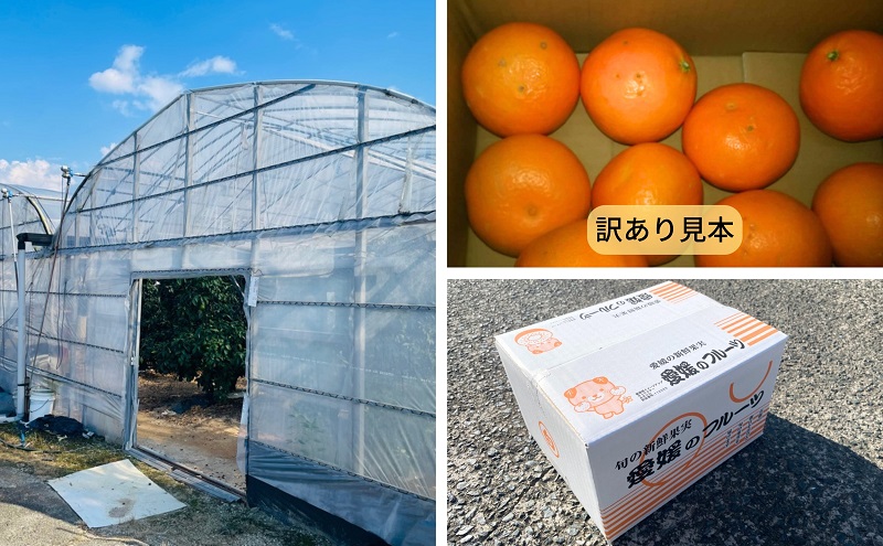 【数量限定！申込12月31日まで】訳アリ 愛果28号 サイズ不揃い 約3kg 11月下旬から順次発送 ＜ハウス栽培 家庭用 先行予約 サイズお任せ 紅まどんな  みかん 農園直送 愛媛 砥部町 箱＞