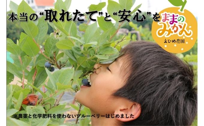 【数量限定　先行予約】訳あり甘平サイズ不揃い約3キロ家庭用　１月上旬頃～順次発送〈産地直送　愛媛県　甘い　みかん　フルーツ〉