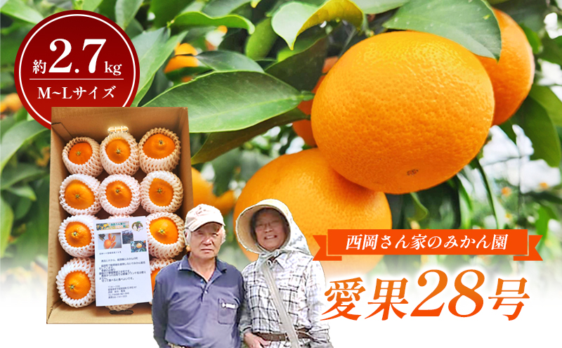 【数量限定】「愛果28号」M～Lサイズ 約2.7kg ネット包み平箱１段 〈愛果28号 みかん 柑橘 甘い ゼリー 愛媛 砥部町 産地直送 高級〉