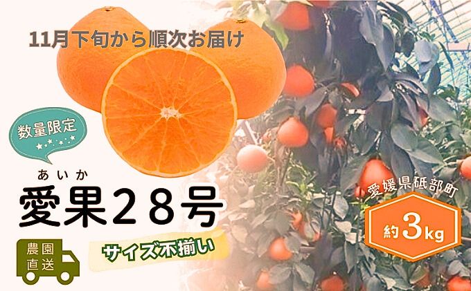 【数量限定！申込12月31日まで】訳アリ 愛果28号 サイズ不揃い 約3kg 11月下旬から順次発送 ＜ハウス栽培 家庭用 先行予約 サイズお任せ 紅まどんな  みかん 農園直送 愛媛 砥部町 箱＞