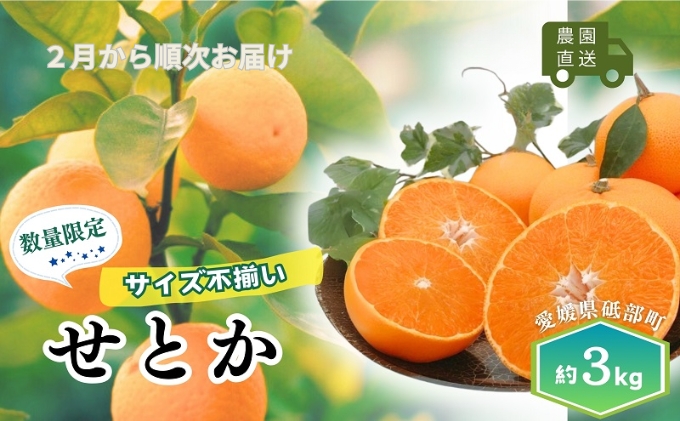 【数量限定！申込12月31日まで】訳アリ 愛媛の柑橘「せとか」 サイズ不揃い 約3kg 2026年2月から順次発送＜ハウス栽培   家庭用 砥部町 みかん 数量限定 先行予約 農園直送 箱＞