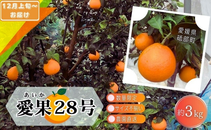 【先行予約 数量限定】訳あり 愛果28号 サイズ不揃い 約3kg 約15玉前後 12月上旬頃から順次＜家庭用 農園 直送 みかん 柑橘 旬にお届け 先行 受付 砥部町 愛媛 3キロ 箱＞