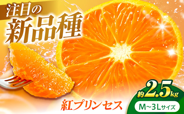 紅プリンセス 愛果48号 2.5kg M-3Lサイズ【3月中旬から3月下旬まで順次発送 】 / フルーツ 果物 蜜柑 ミカン オレンジ 甘い 先行予約 約 3kg 愛媛 / 愛媛県砥部町/株式会社フジ・アグリフーズ [BJBI002]