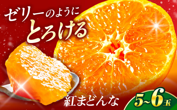 紅まどんな 1箱(5-6個入り)【11月中旬から12月下旬まで順次発送】/ フルーツ 果物 蜜柑 ミカン オレンジ 小玉 甘い 先行予約 箱 愛媛 / 愛媛県砥部町/株式会社フジ・アグリフーズ [BJBI003]
