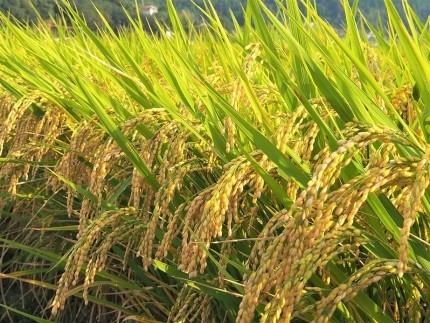 内子からり米　令和7年産ヒノヒカリ（精米5kg×1袋）【北海道・沖縄配送不可】