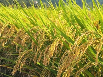 内子からり米　令和7年産ヒノヒカリ（精米10kg×1袋）【北海道・沖縄配送不可】