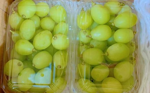 内子町産 シャインマスカット 約700g　パック詰め ＜2026年8月下旬～発送開始＞