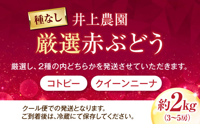 井上農園の厳選赤ぶどう（種無し） 約2kg 3から5房入 〈2026年9月から発送〉 ／ 赤ブドウ ぶどう 葡萄 フルーツ 果実 お取り寄せ おすすめ 甘い 種なし 果物 【株式会社内子フレッシュパークからり】 [BKAD038]