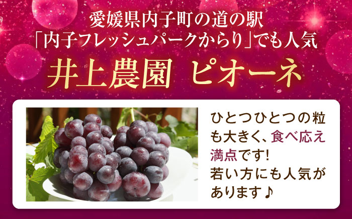 井上農園のピオーネ（種無し） 約2kg 3～5房入 〈2026年8月～発送〉 ／ ぴおーね 葡萄 フルーツ 果物 人気 おすすめ 種なし 種無し 甘い 濃厚 高級 【株式会社内子フレッシュパークからり】 [BKAD042]