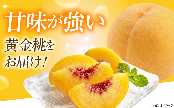 【先行予約】 藤渕果樹園の黄金桃（おうごんとう） 10～12玉入り 〈2026年8月～発送〉 ／ 桃 もも 黄桃 フルーツ 果物 くだもの 季節のフルーツ 【株式会社内子フレッシュパークからり】 [BKAD080]